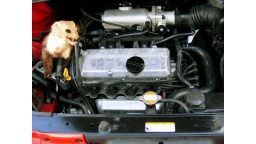 kemo_marder_inmotorraum_800x.jpg